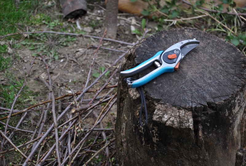 Astscheere auf Baumstumpf mit Gehölzschnitt im Hintergrund